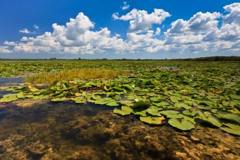 Danube delta, romania Stock Photos