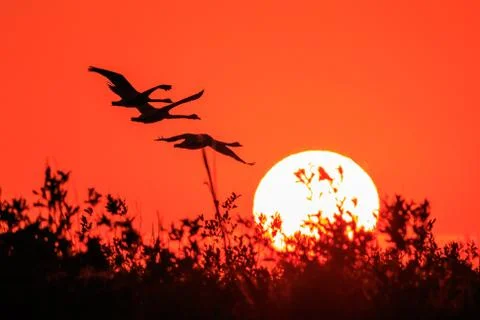 Danube Delta, Romania Stock Photos