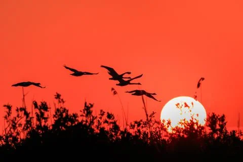 Danube Delta, Romania Stock Photos
