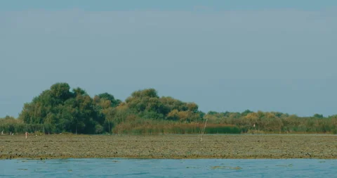 Danube Delta Vegetation Stock Footage 161915930