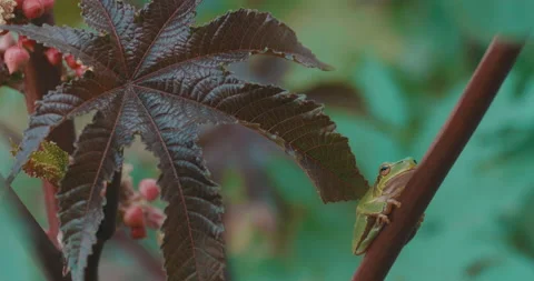 Danube Delta Vegetation Frog Stock Footage 161916079