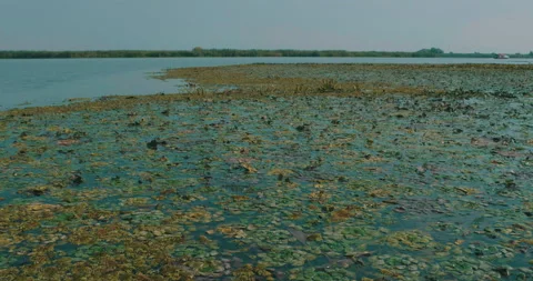 Danube Delta Waterscape Stock Footage 162014394