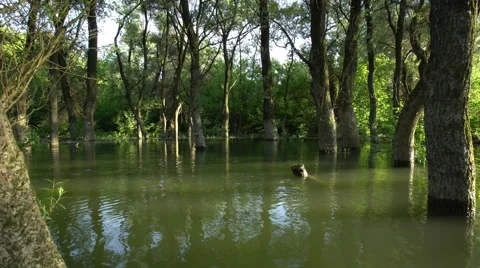 Danube floodplain forest during floods Stock Footage