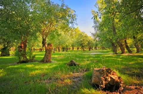 Danube meadow Stock Photos