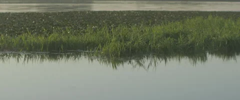 Danube river flora on water surface 5.7K scope video Stock Footage 316200854