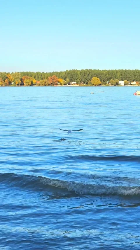 The Danube River meanders through a landscape where tall trees Stock Footage 291809490