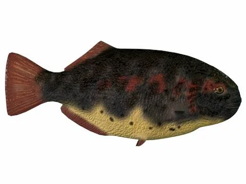 Dapedius, an extinct species of primitive ray-finned fish. Stock Illustration