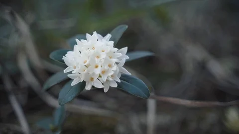 Daphne blagayana Stock Footage 105652594