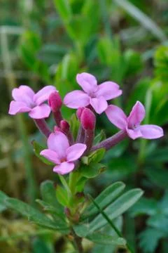 Daphne cneorum Stock Photos