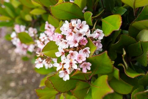 Daphne flower Foto stock
