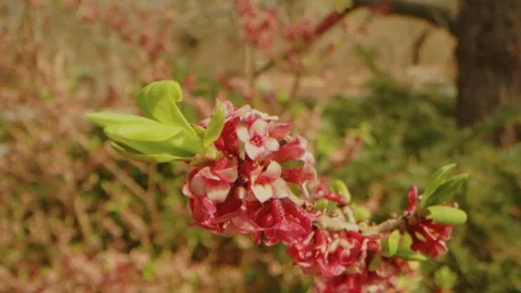 Daphne Flowers in Bloom at Planting Fields Arboretum, Oyster Bay, NY Stock Footage 318428474