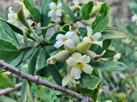 Daphne gnidium, Alpine daphne or the Daphne alpina Stock Photos