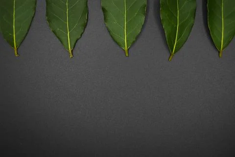 Daphne leaf, bay leaf, Laurus nobilis leaf, isolated on black background Foto stock