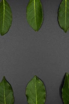 Daphne leaf, bay leaf, Laurus nobilis leaf, isolated on black background Stock-Fotos