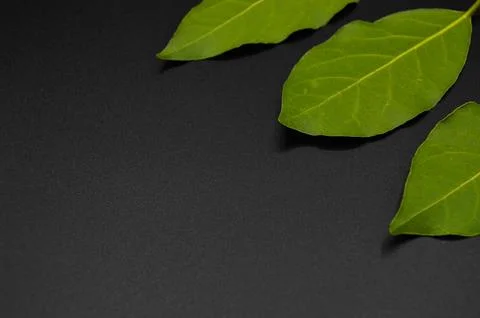Daphne leaf, bay leaf, Laurus nobilis leaf, isolated on black background Stock Photos
