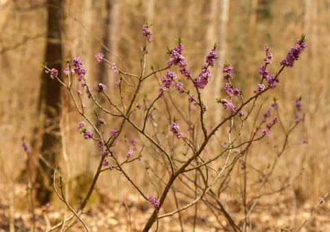 Daphne Foto stock