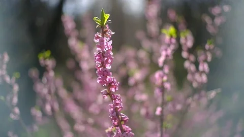 Daphne in a riverside forest in austria Stock Footage 126954211