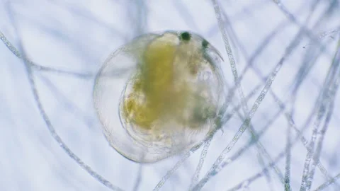 Daphnia and algae Stock Footage 313174074