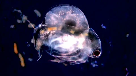 Daphnia in Dark Field Microscopy with Visible Internal Organs, 400x Video stock 317836850