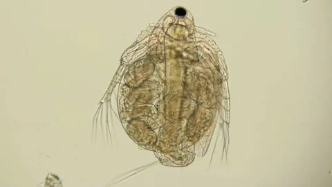 Daphnia Moina under the microscope is a plankton crustacean Stock Footage 105882290