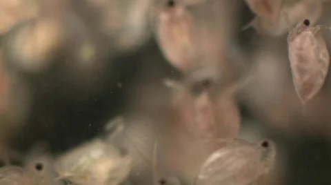 Daphnia in open water Stock Footage