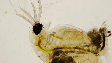 Daphnia pulex or common water flea under the microscope in 4k Stock Footage