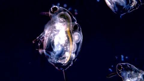 Daphnia Under Dark Field Microscope – Clear Heartbeat Visible, 200x 動画素材 317837231