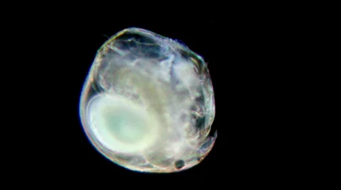 Daphnia under microscope Stockbeeldmateriaal 33661170