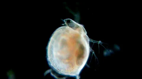 Daphnia under microscope Stockbeeldmateriaal 33661192