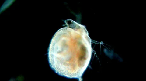 Daphnia under microscope Video stock 33661303