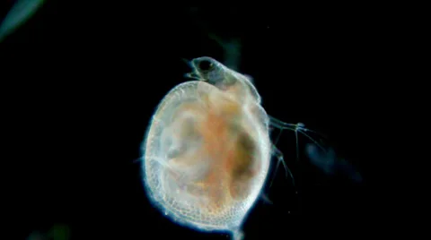 Daphnia under microscope Stockbeeldmateriaal 33661327