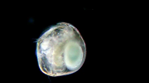 Daphnia under microscope Stockbeeldmateriaal 33661351