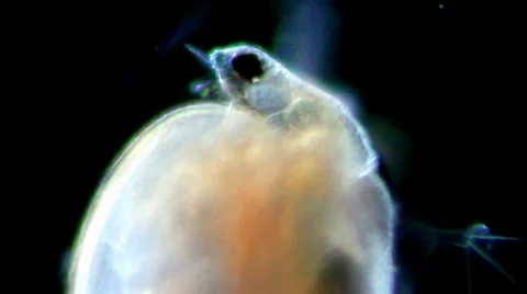 Daphnia under microscope Stockbeeldmateriaal 33661354