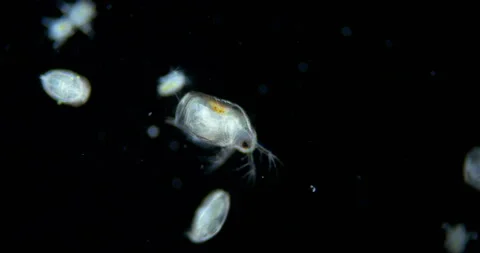 Daphnia under microscope, possibly genus Scapholeberis, Chydorus and larvae Stock Footage 257071763
