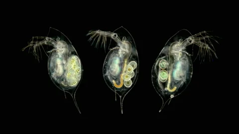 Daphnia under the microscope, water flea, species Daphnia galeata, is a Stock Footage 110708191