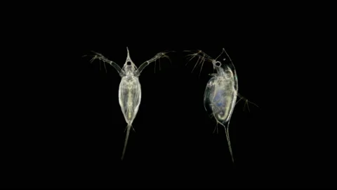 Daphnia under the microscope, water flea, species Daphnia galeata, is a Stock Footage 110708358