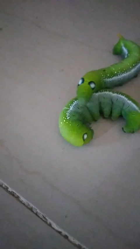 Daphnis nerii, Video stock 215601780