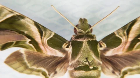 Daphnis Nerii Oleander Hawk-Moth Sphingidae Butterfly Collecting Stock-Footage 116786236