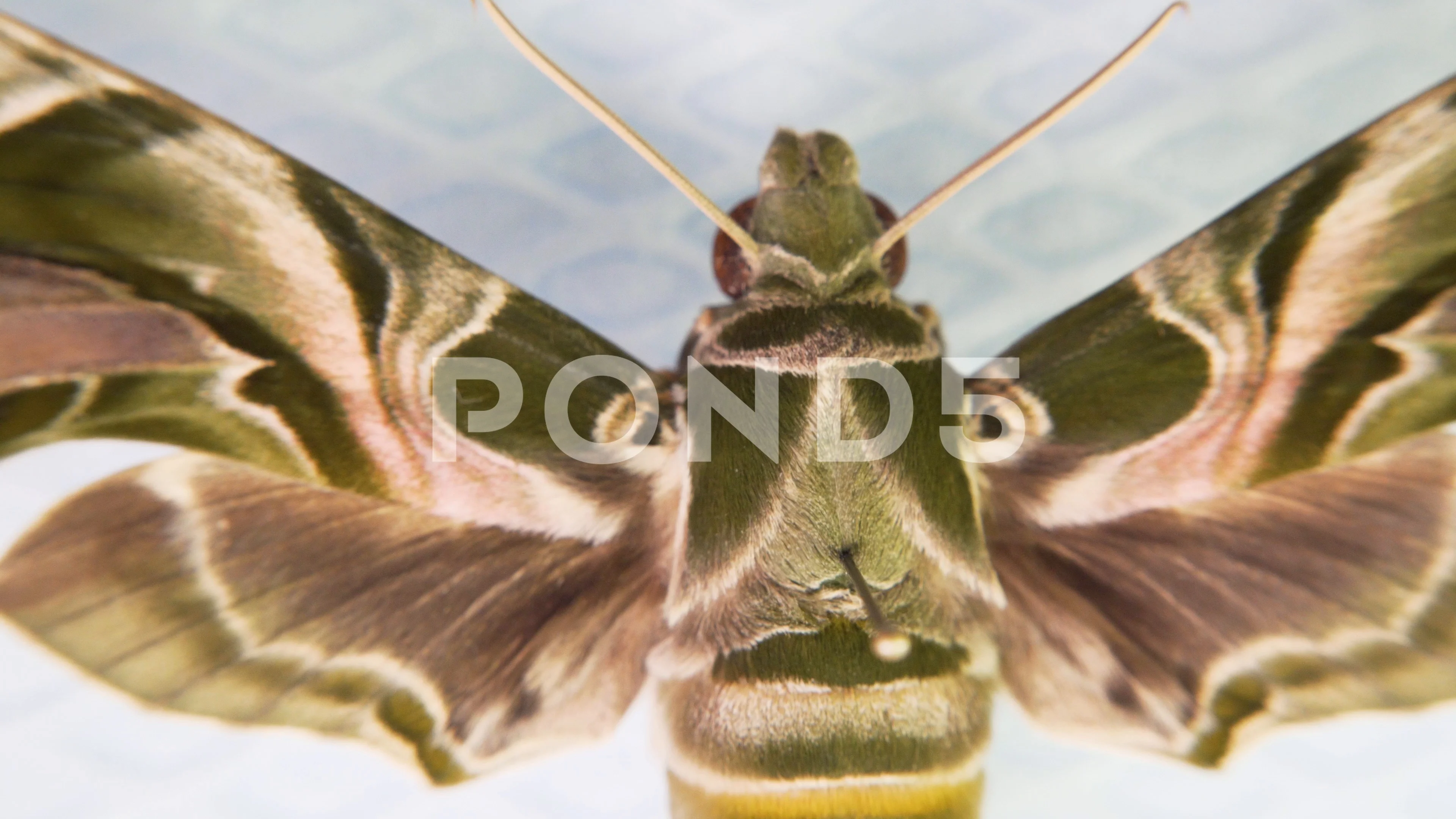 https://images.pond5.com/daphnis-nerii-oleander-hawk-moth-footage-116786241_prevstill.jpeg