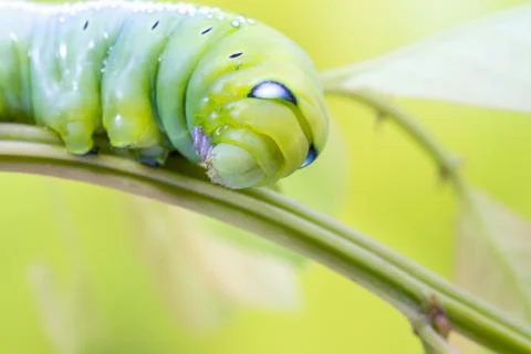 An Daphnis Nerii Stock Photos