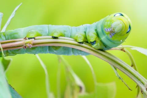 An Daphnis Nerii Stock Photos