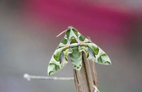 Daphnis nerii Stock Photos