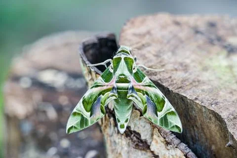 Daphnis nerii Stock Photos