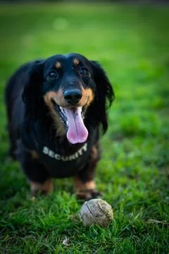 Dapper Dachshund Guard Stock Photos