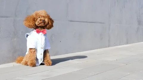 Dapper Dog in a Bow Tie A Stylish and Fashionable Pups Portrait Capturing Stock Footage 307852967