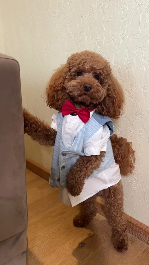 Dapper Dog in a Bowtie and Vest A Perfect Example of Stylish Pet Fashion for All Stock Footage 312320404