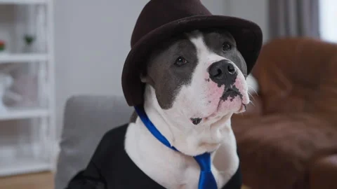 A dapper dog in a hat and tie adds humor and charm to a video Stock Footage 283129315