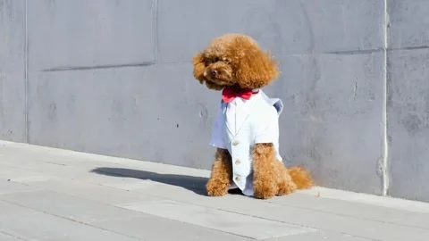Dapper Dog An Incredibly Stylish Pup Dressed in a Suit Complete with a Bowtie Video stock 307852929