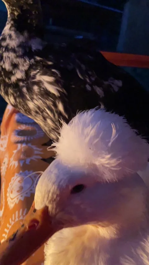 Dapper Ducks, usa - 17 Dec 2024 Stock Footage 296484378