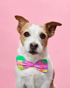 A dapper Jack Russell Terrier in a vivid bow tie, against a soft pink background Stock Photos